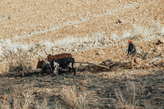 stock photo man plowing dry field with starving cows