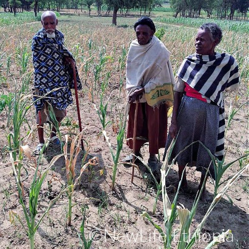 failed crop famine in ethiopia
